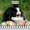 easter-bunny-meme-eggs